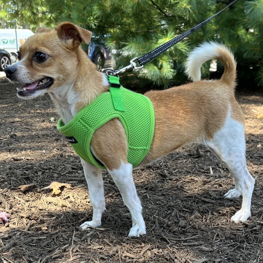 Rose Chihuahua/Mixed Breed (Small) Tan
