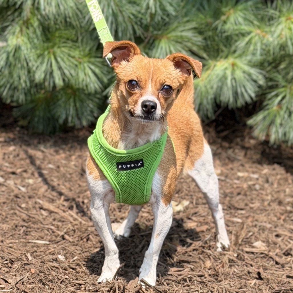 Rose Chihuahua/Mixed Breed (Small) Tan