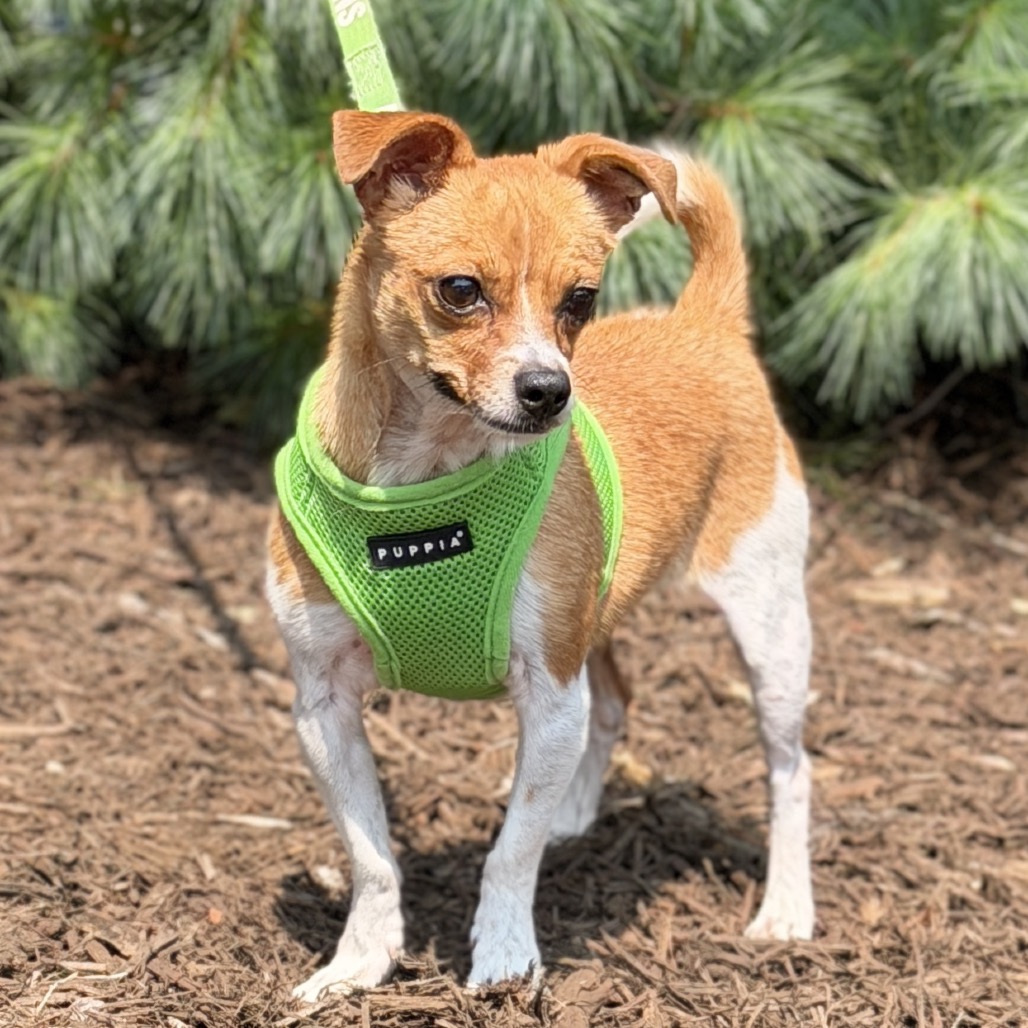 Rose Chihuahua/Mixed Breed (Small) Tan