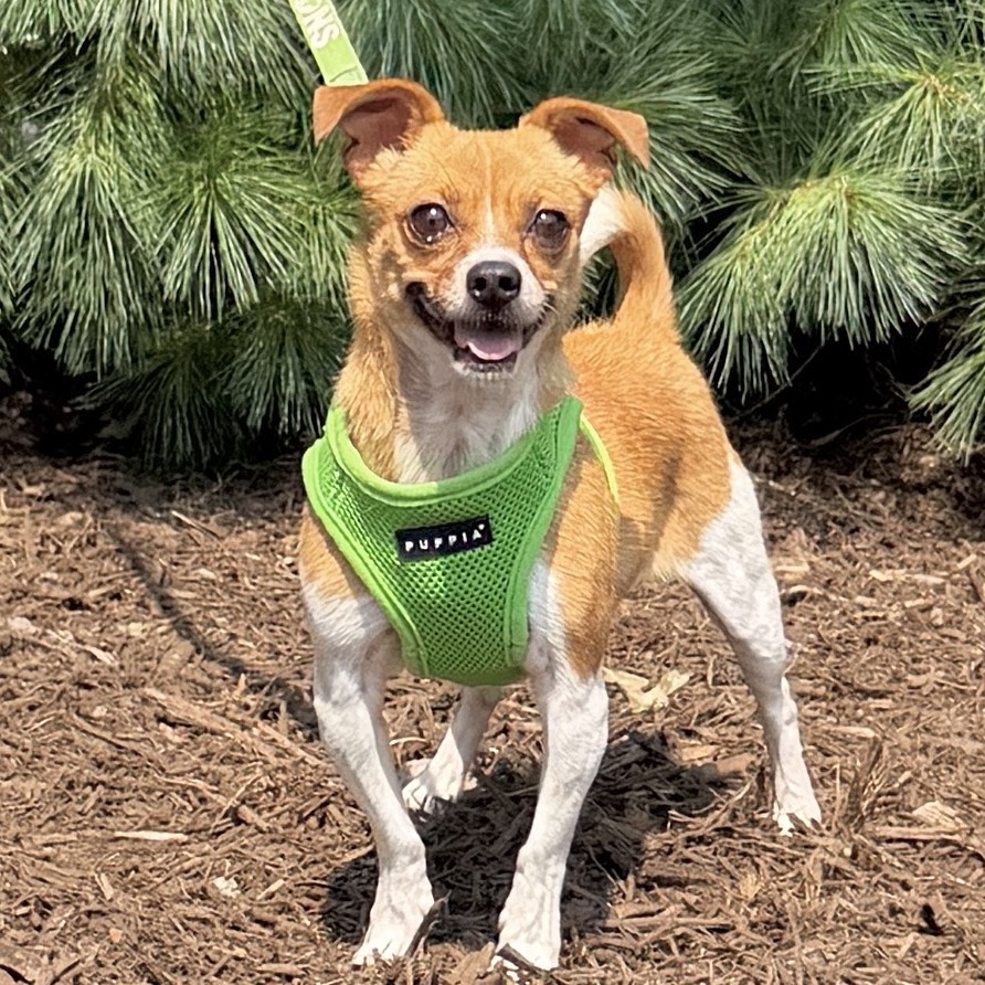 Rose Chihuahua/Mixed Breed (Small) Tan