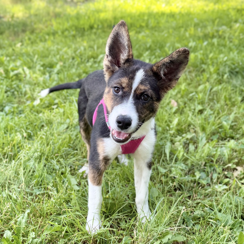Gwen Husky, Siberian Black