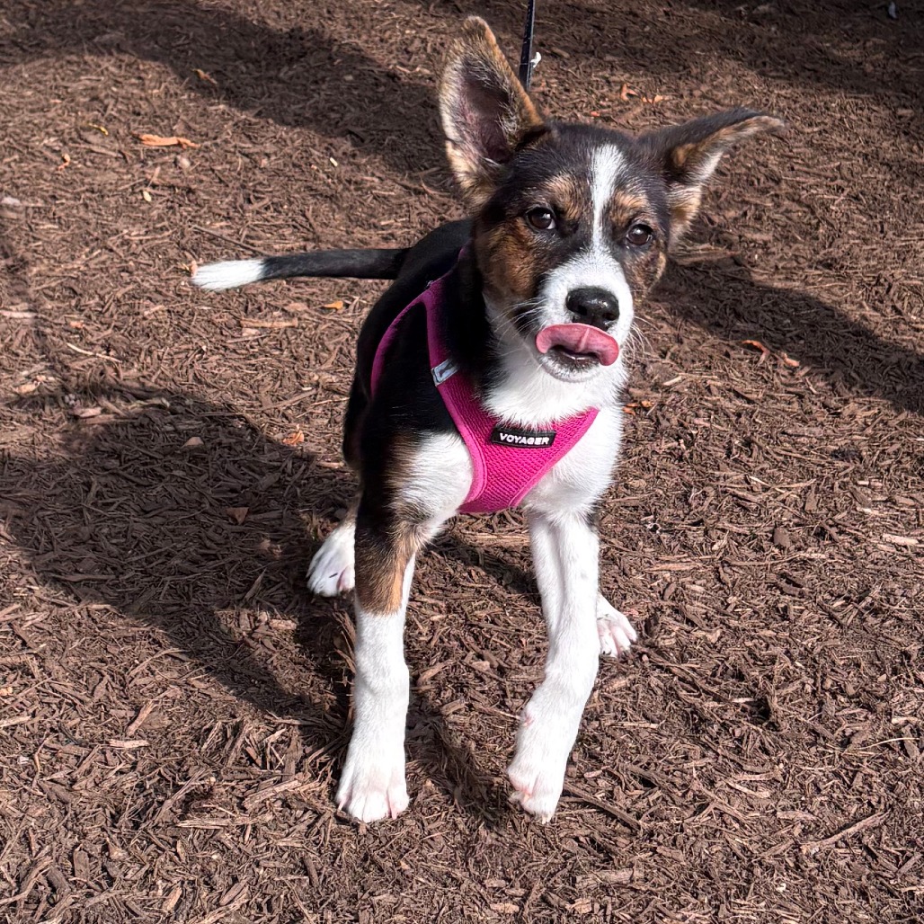 Gwen Husky, Siberian Black