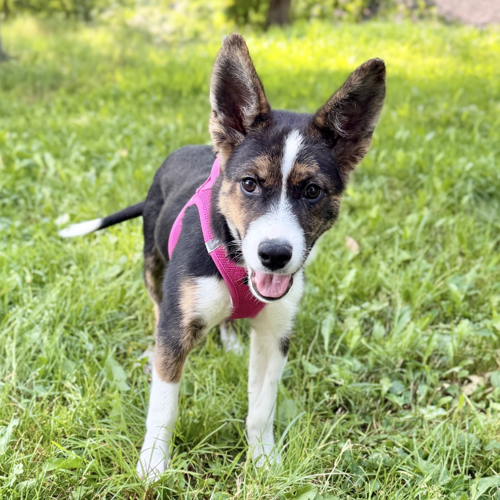 Gwen Husky, Siberian Black