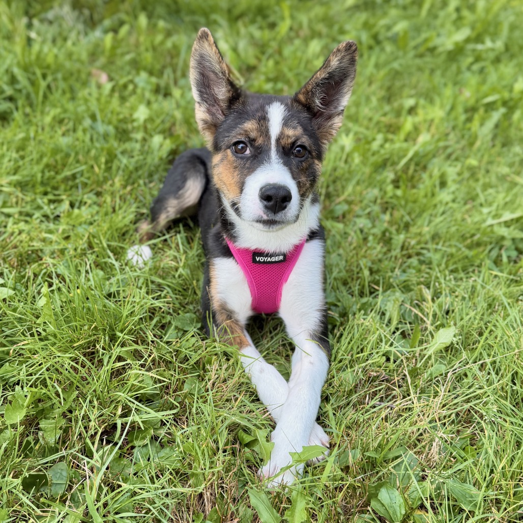 Gwen Husky, Siberian Black