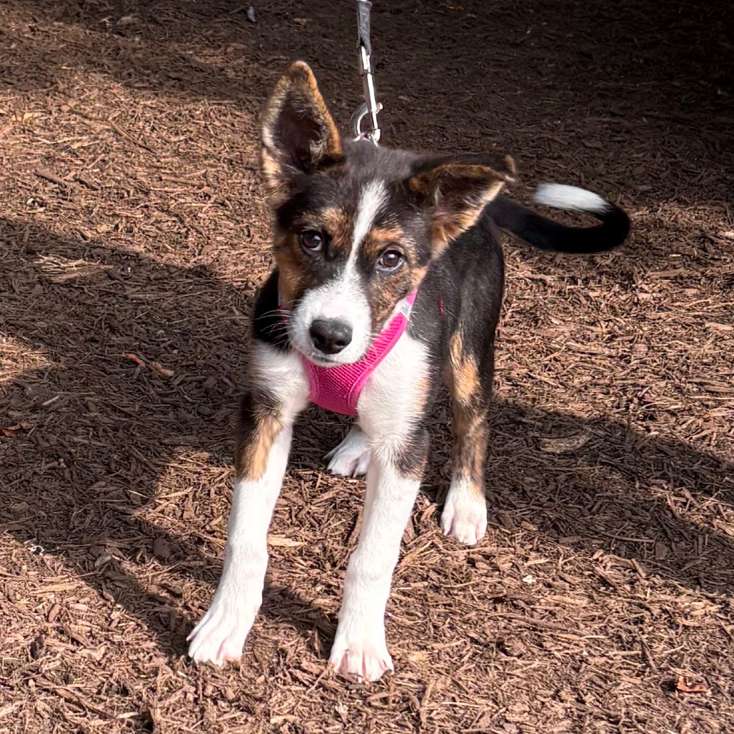 Gwen Husky, Siberian Black