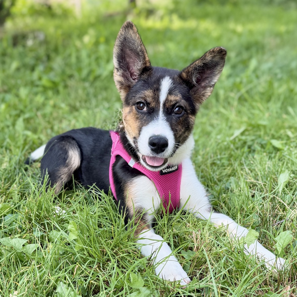 Gwen