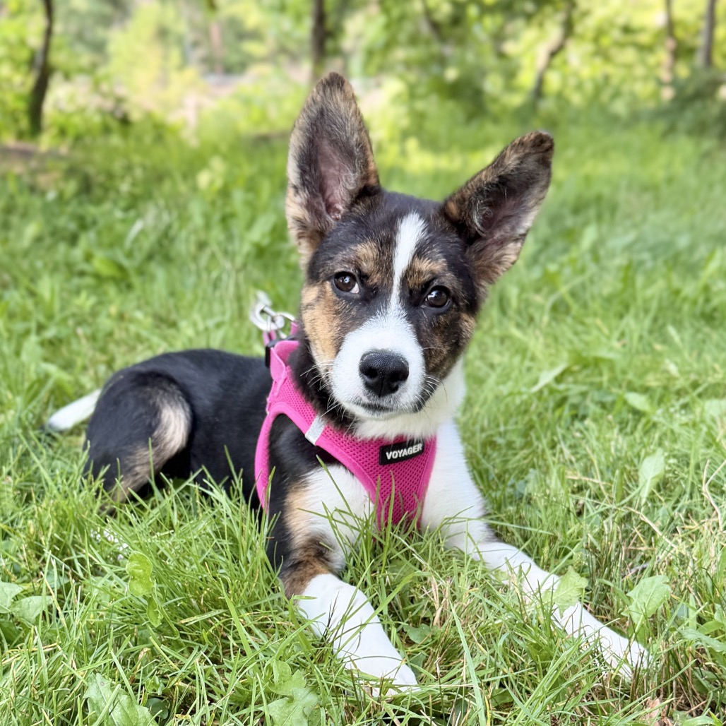Gwen Husky, Siberian Black