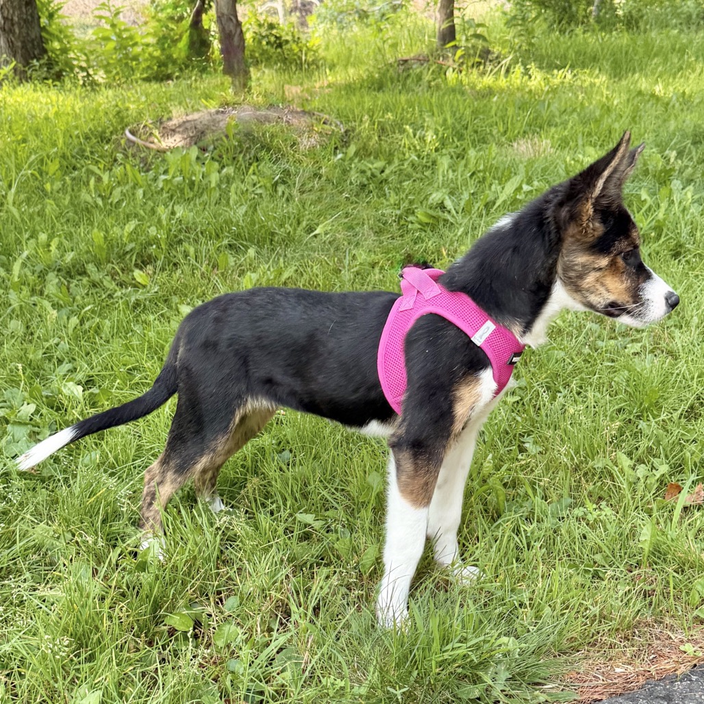 Gwen Husky, Siberian Black