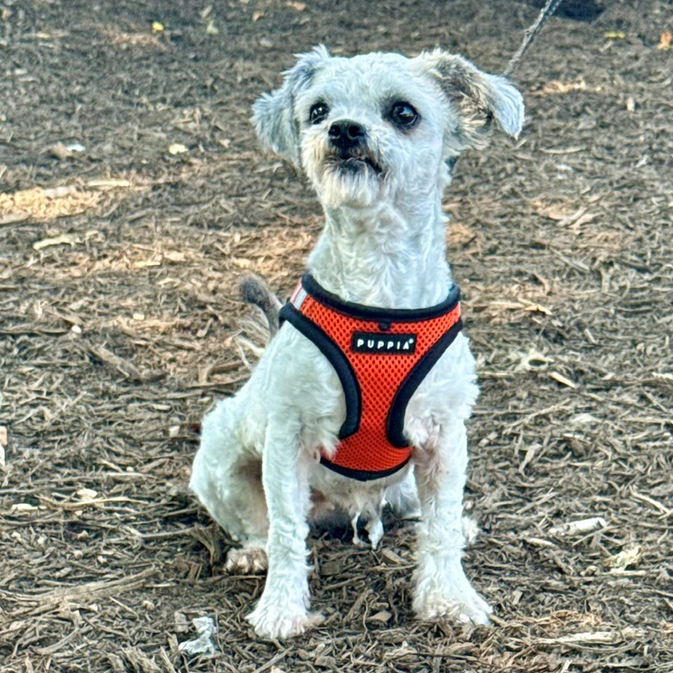 Dandelion Terrier Grey 