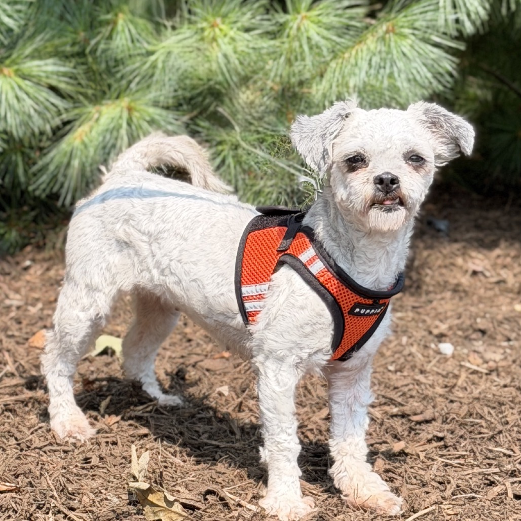 Dandelion Terrier Grey 