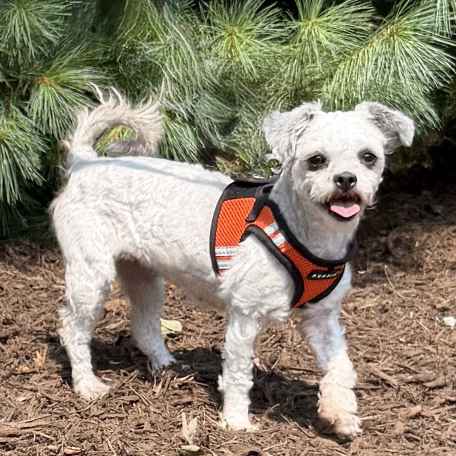 Dandelion Terrier Grey 