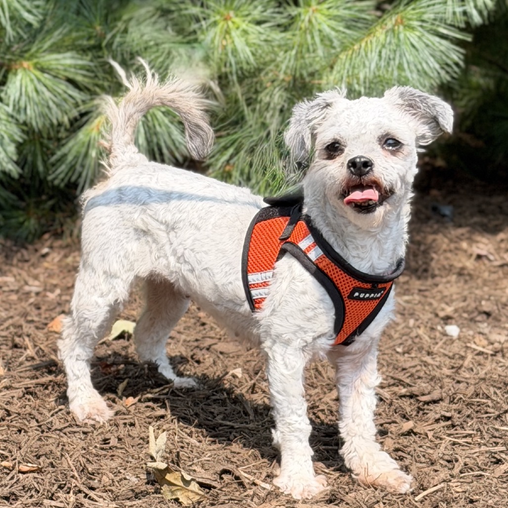 Dandelion Terrier Grey 