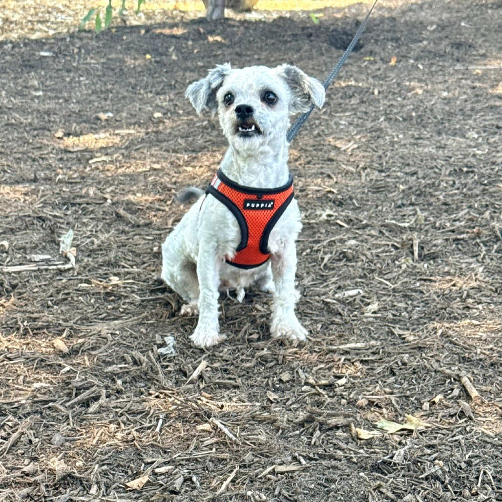 Dandelion Terrier Grey 