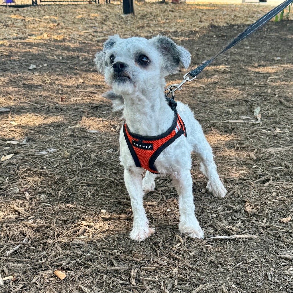 Dandelion Terrier Grey 