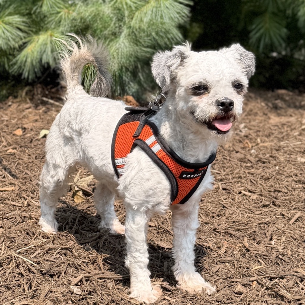 Dandelion Terrier Grey 