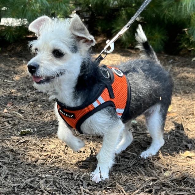 Sailor Terrier/Mixed Breed (Small) Tan