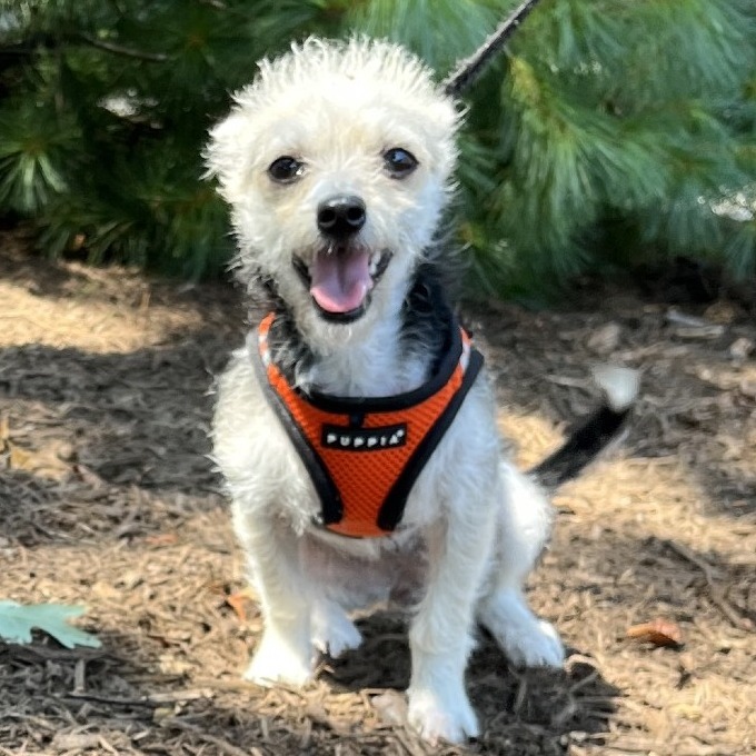 Sailor Terrier/Mixed Breed (Small) Tan