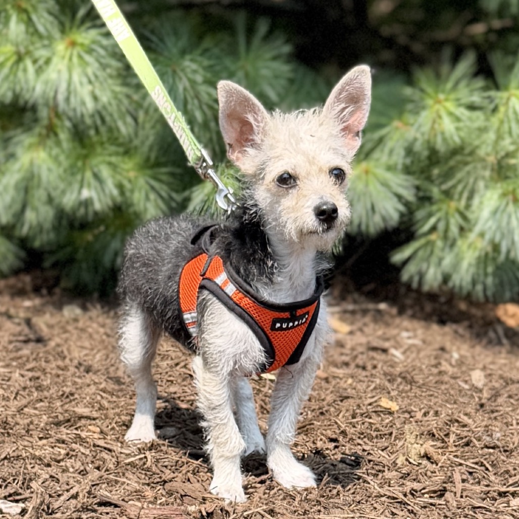 Sailor Terrier/Mixed Breed (Small) Tan
