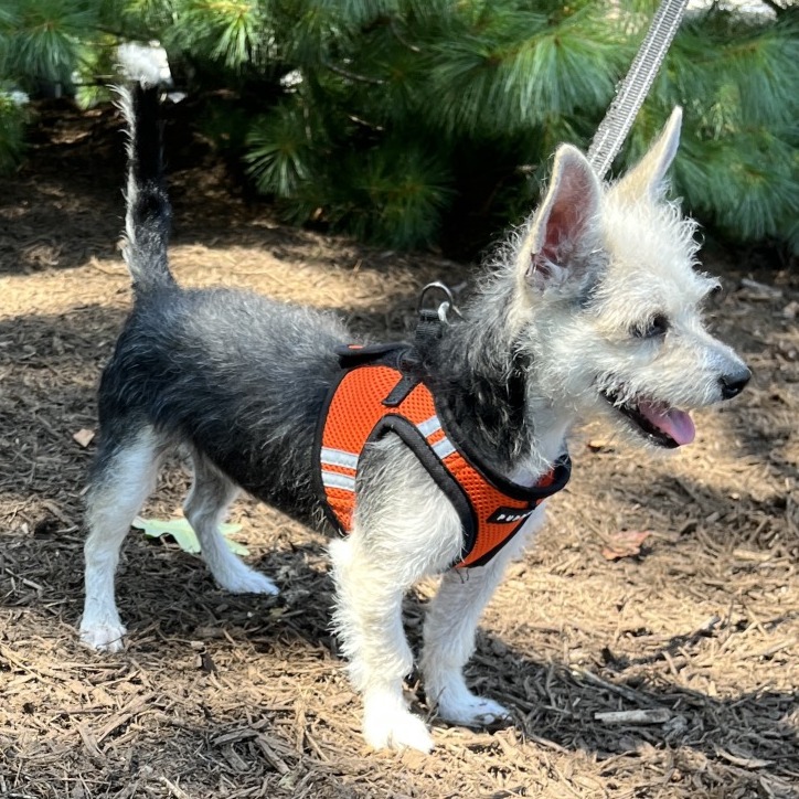 Sailor Terrier/Mixed Breed (Small) Tan
