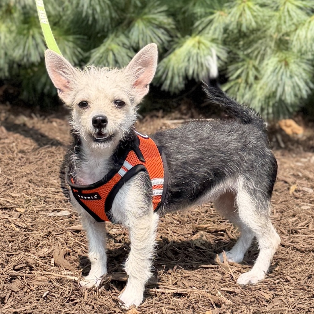 Sailor Terrier/Mixed Breed (Small) Tan