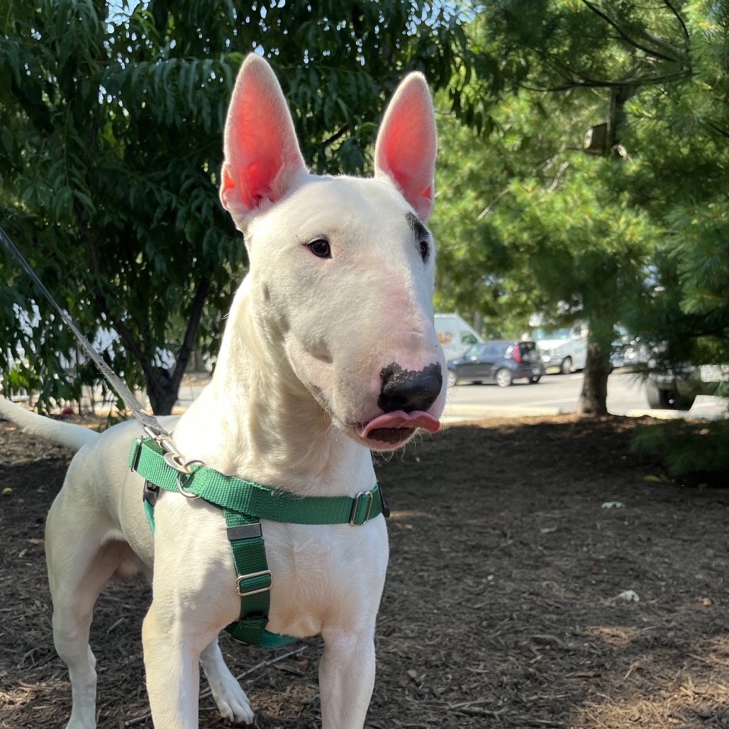 Billy Terrier, Bull White 