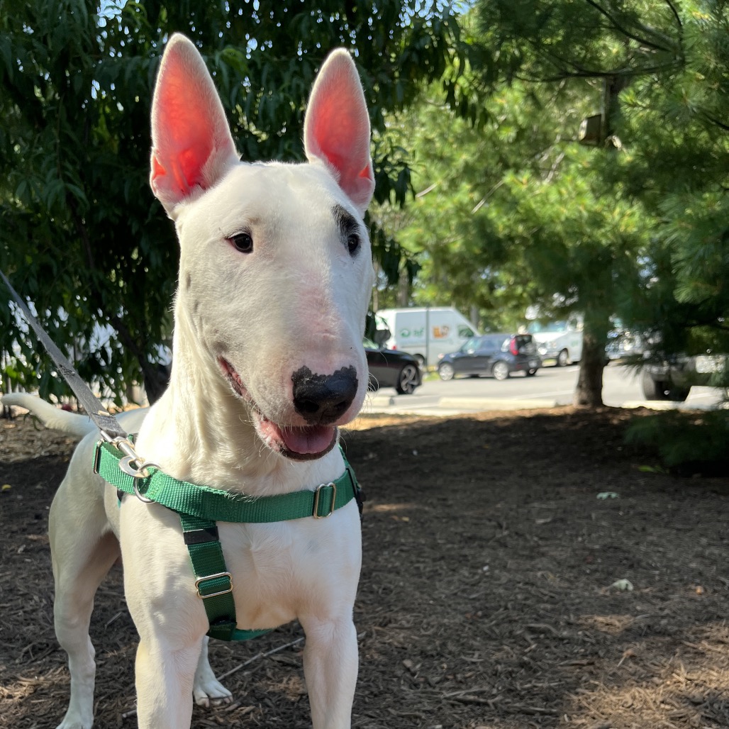Billy Terrier, Bull White 