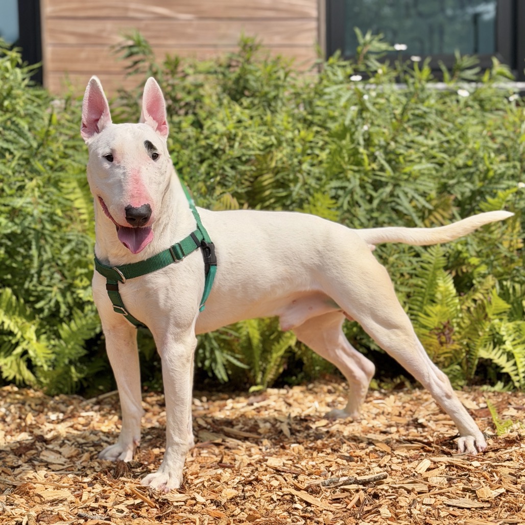 Billy Terrier, Bull White 