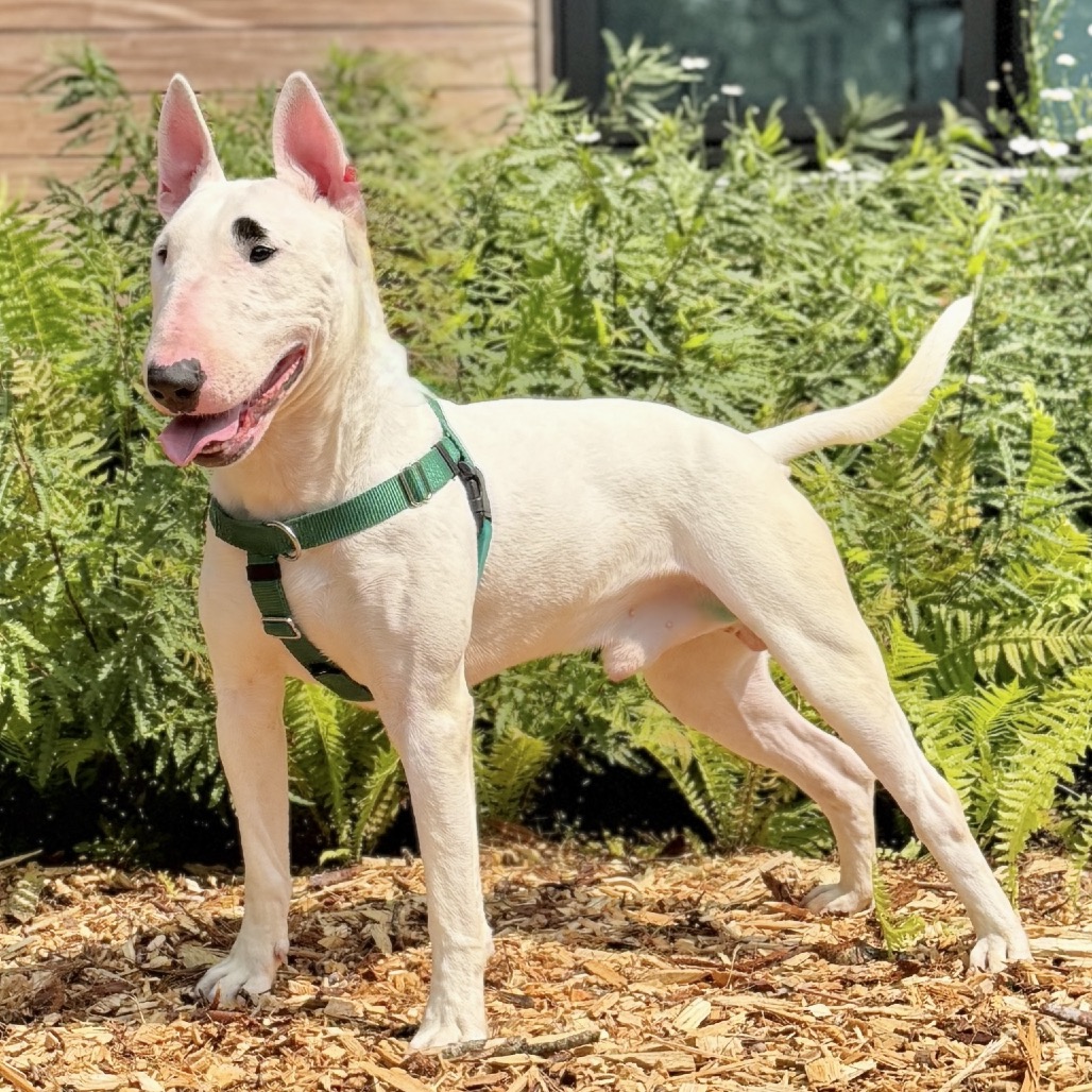 Billy Terrier, Bull White 