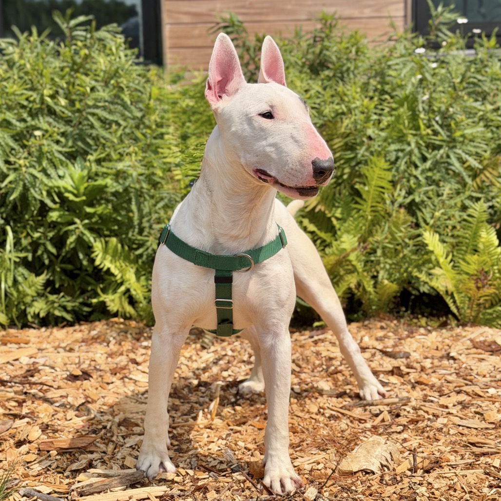 Billy Terrier, Bull White 