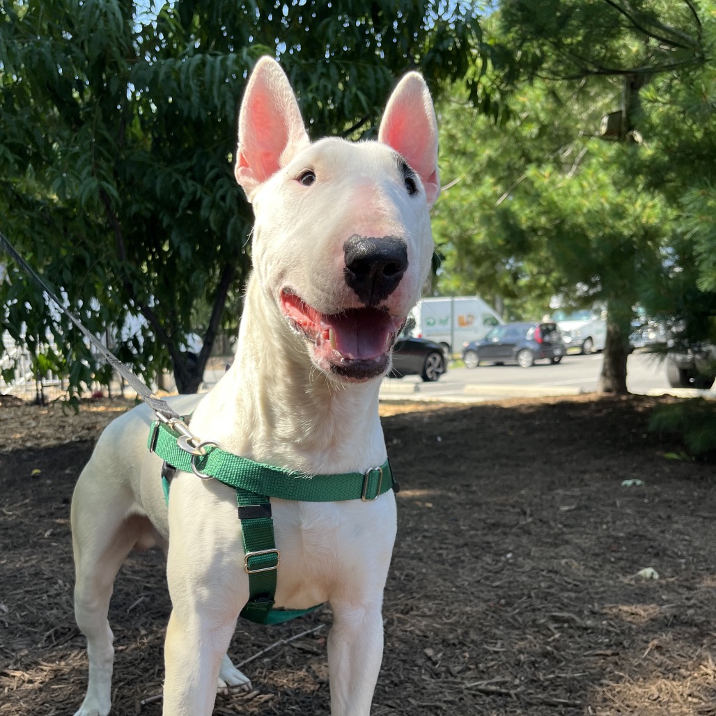 Billy Terrier, Bull White 