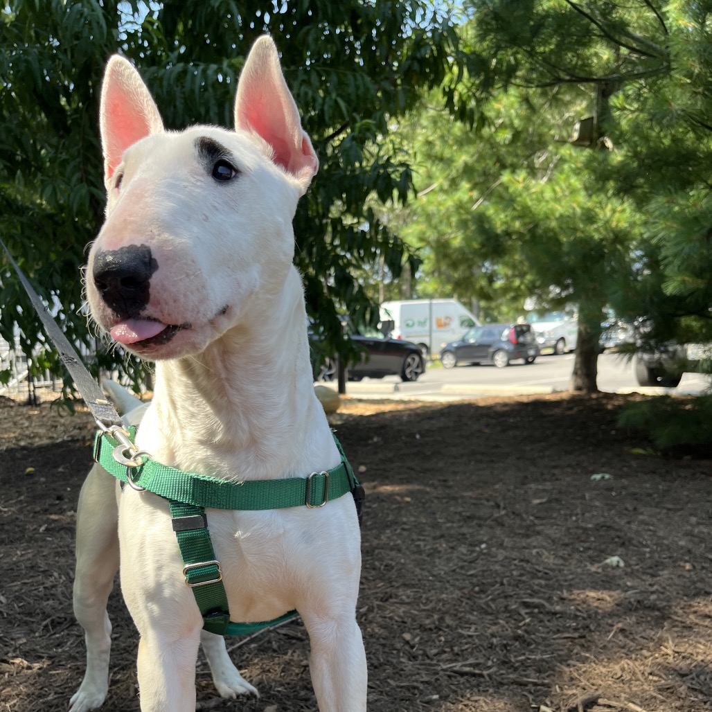 Billy Terrier, Bull White 