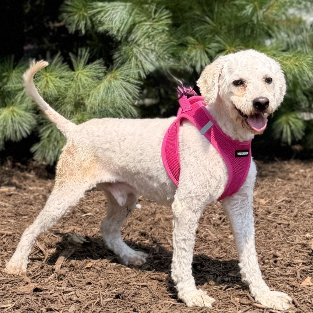 Snow Poodle, Miniature White