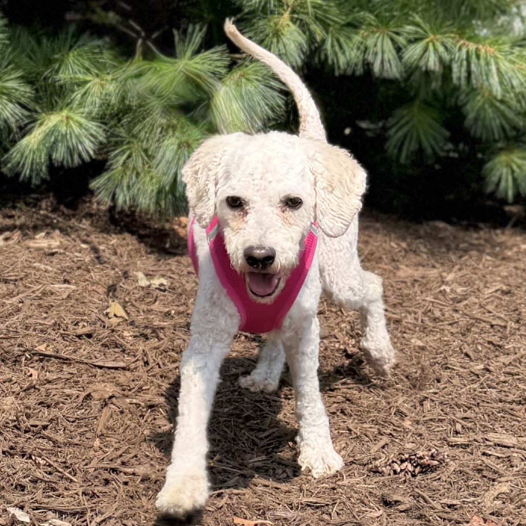 Snow Poodle, Miniature White