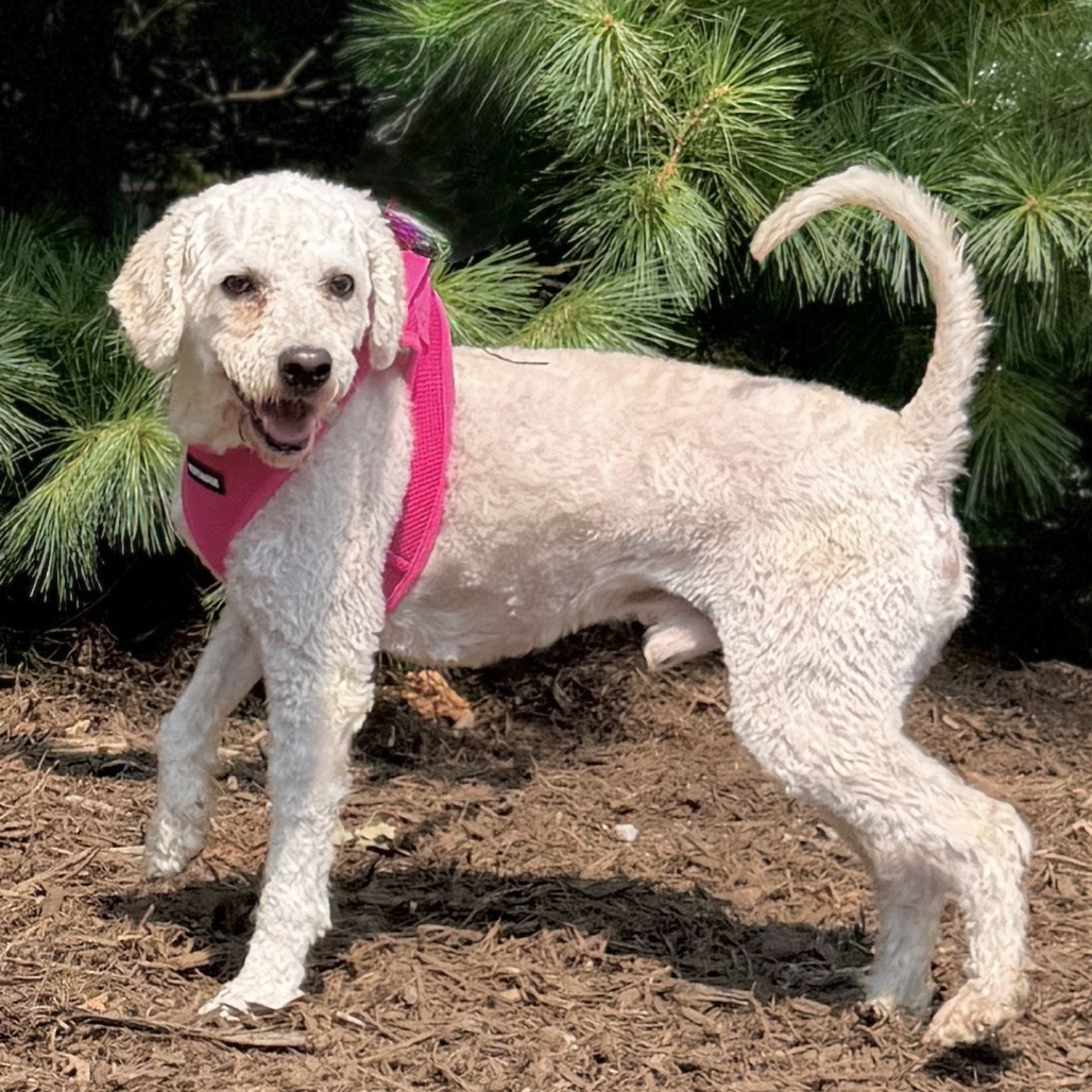 Snow Poodle, Miniature White