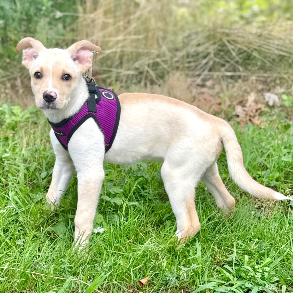 Brian Retriever/Mixed Breed (Small) Cream 
