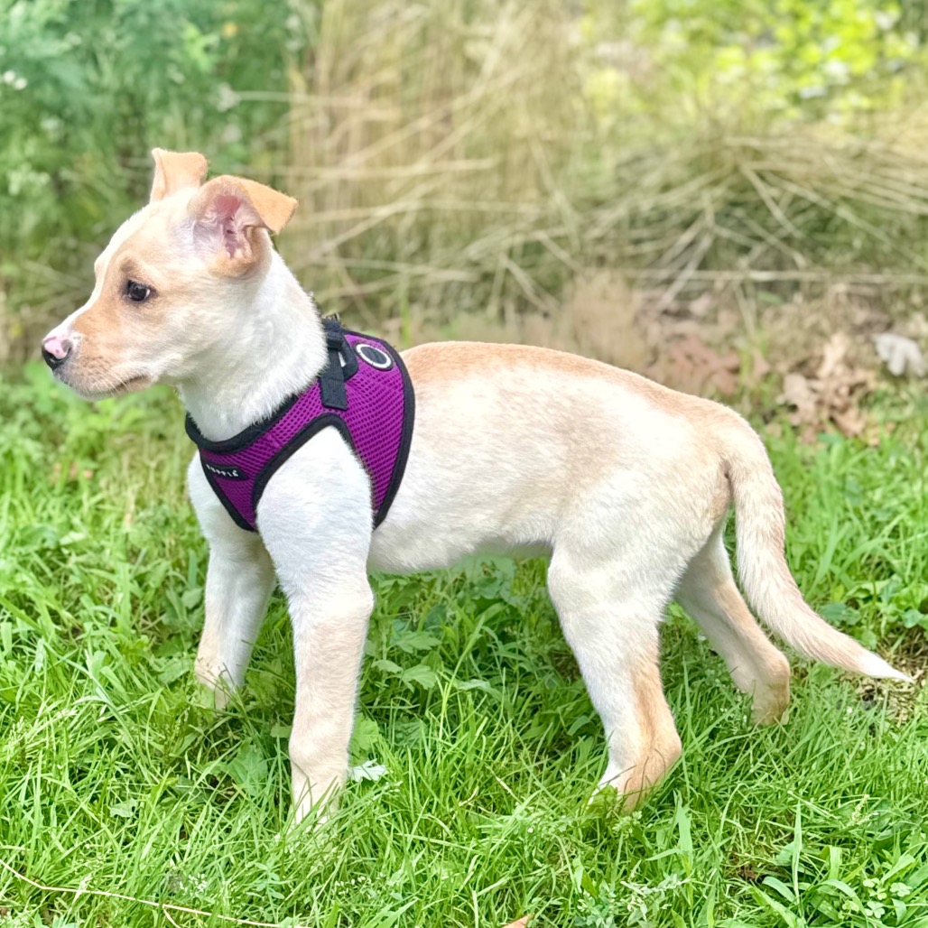 Brian Retriever/Mixed Breed (Small) Cream 