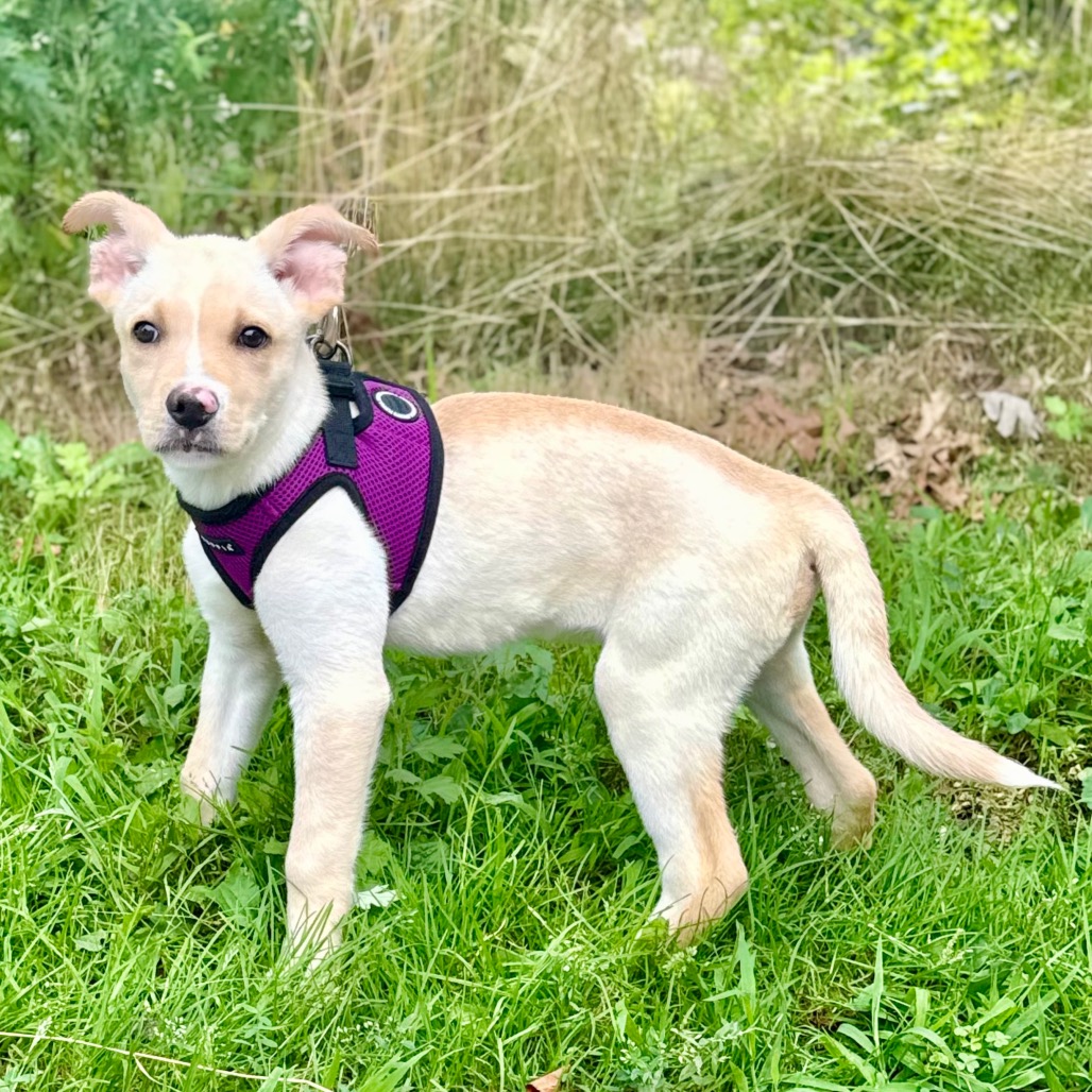 Brian Retriever/Mixed Breed (Small) Cream 