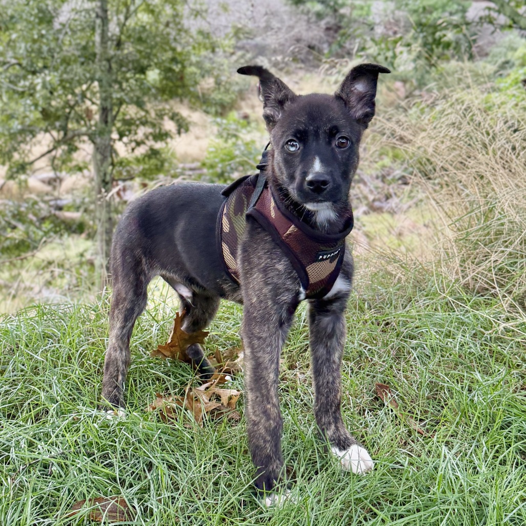 Nick Retriever/Mixed Breed (Small) Black 
