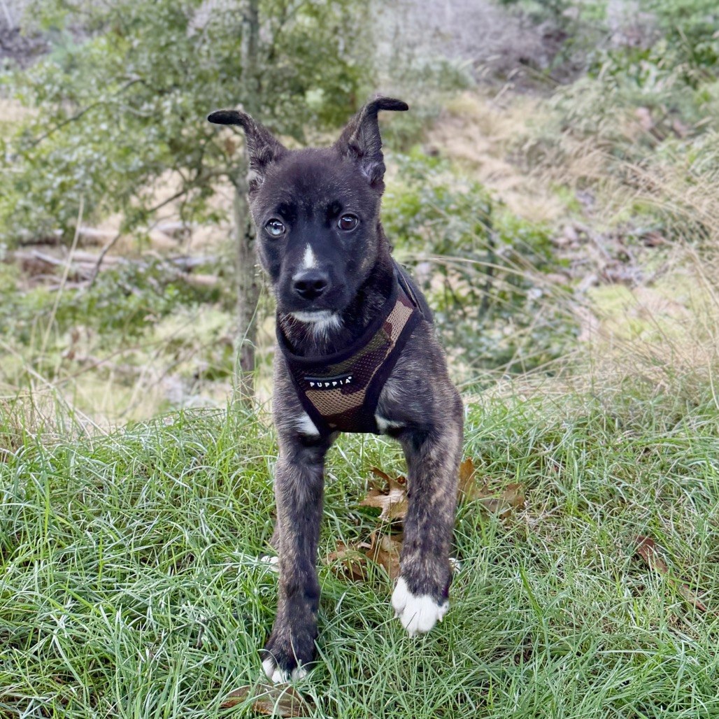 Nick Retriever/Mixed Breed (Small) Black 