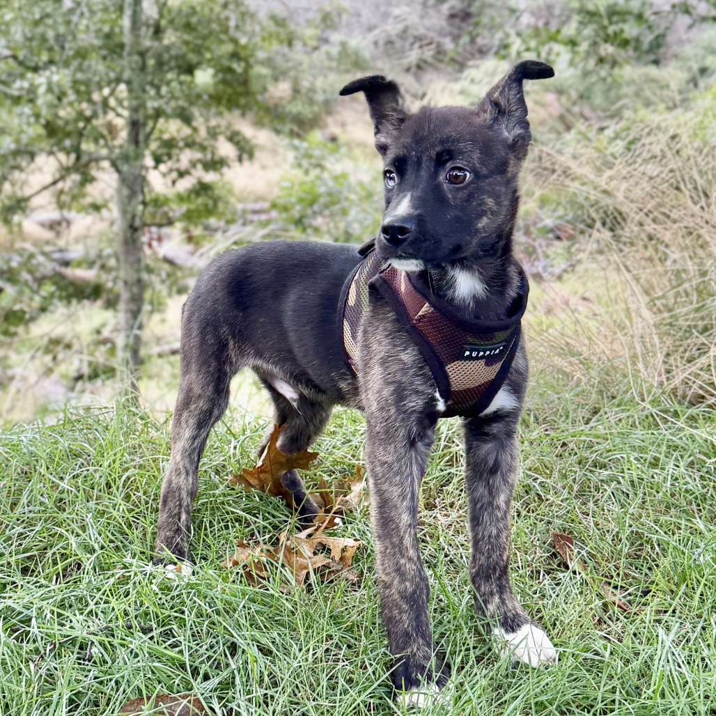 Nick Retriever/Mixed Breed (Small) Black 