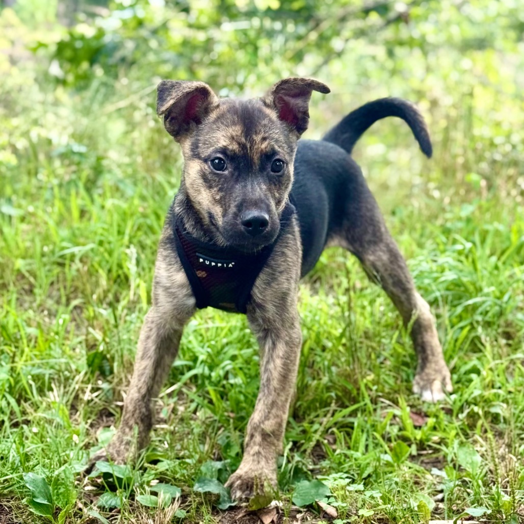 AJ Retriever/Mixed Breed (Small) Black 