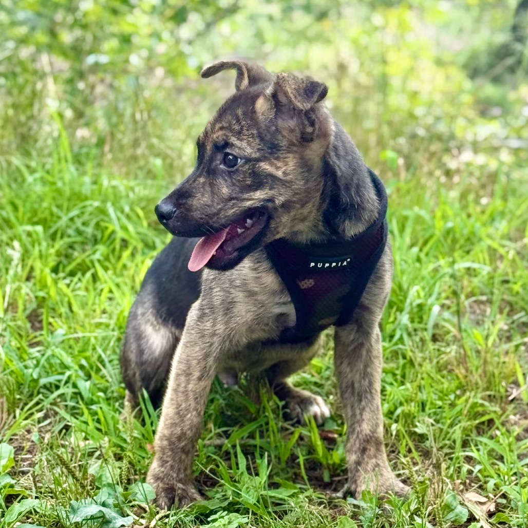 AJ Retriever/Mixed Breed (Small) Black 
