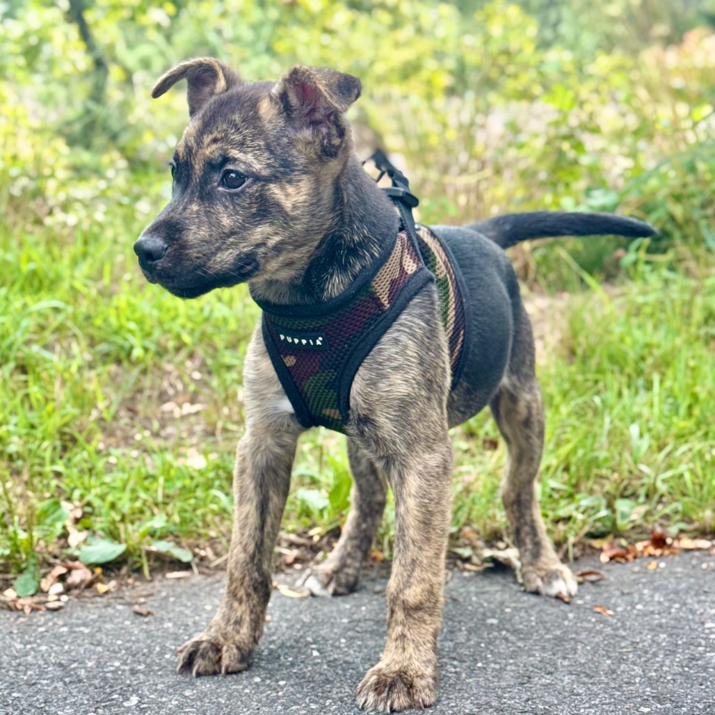 AJ Retriever/Mixed Breed (Small) Black 