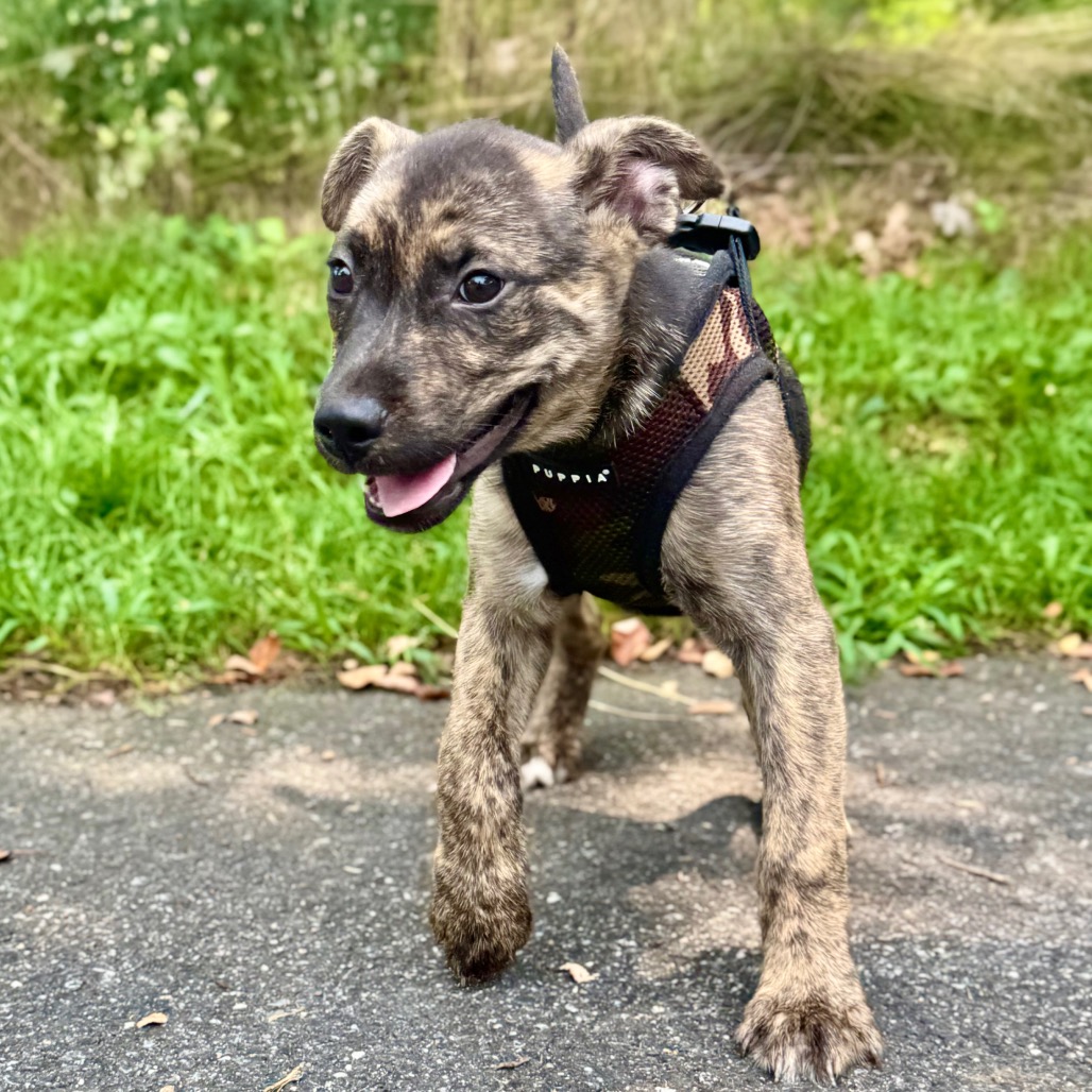 AJ Retriever/Mixed Breed (Small) Black 