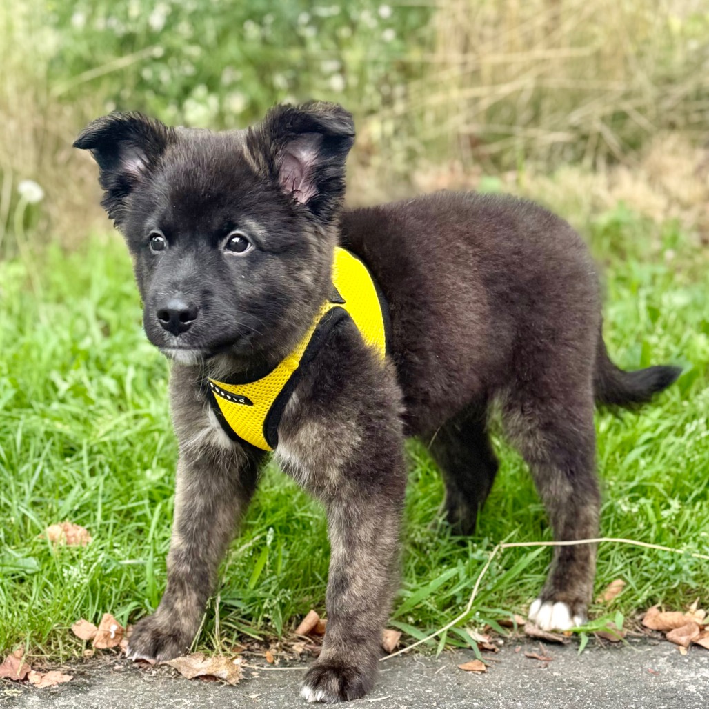 Kevin Retriever/Mixed Breed (Small) Black 