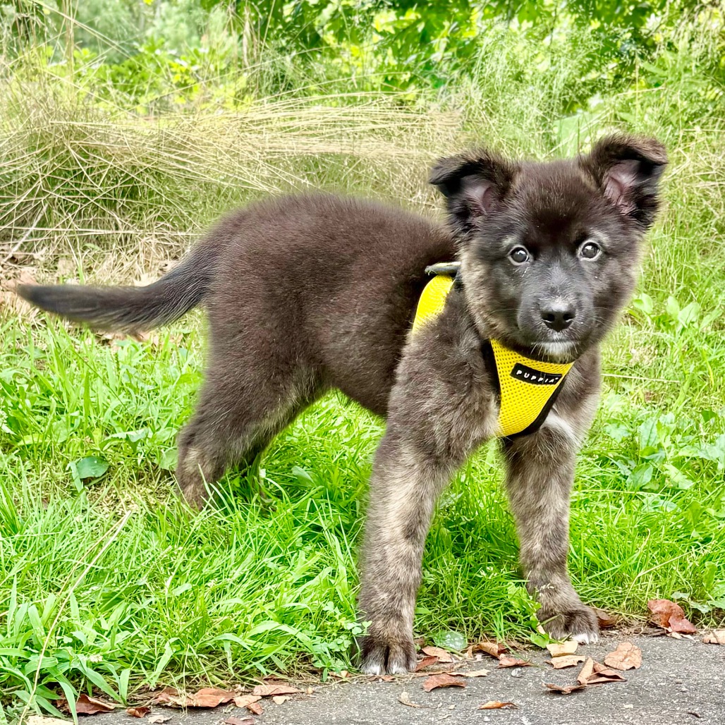 Kevin Retriever/Mixed Breed (Small) Black 