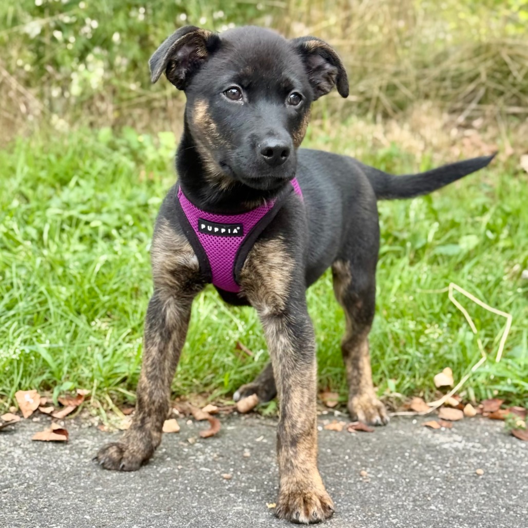 Howie Retriever/Mixed Breed (Small) Black None