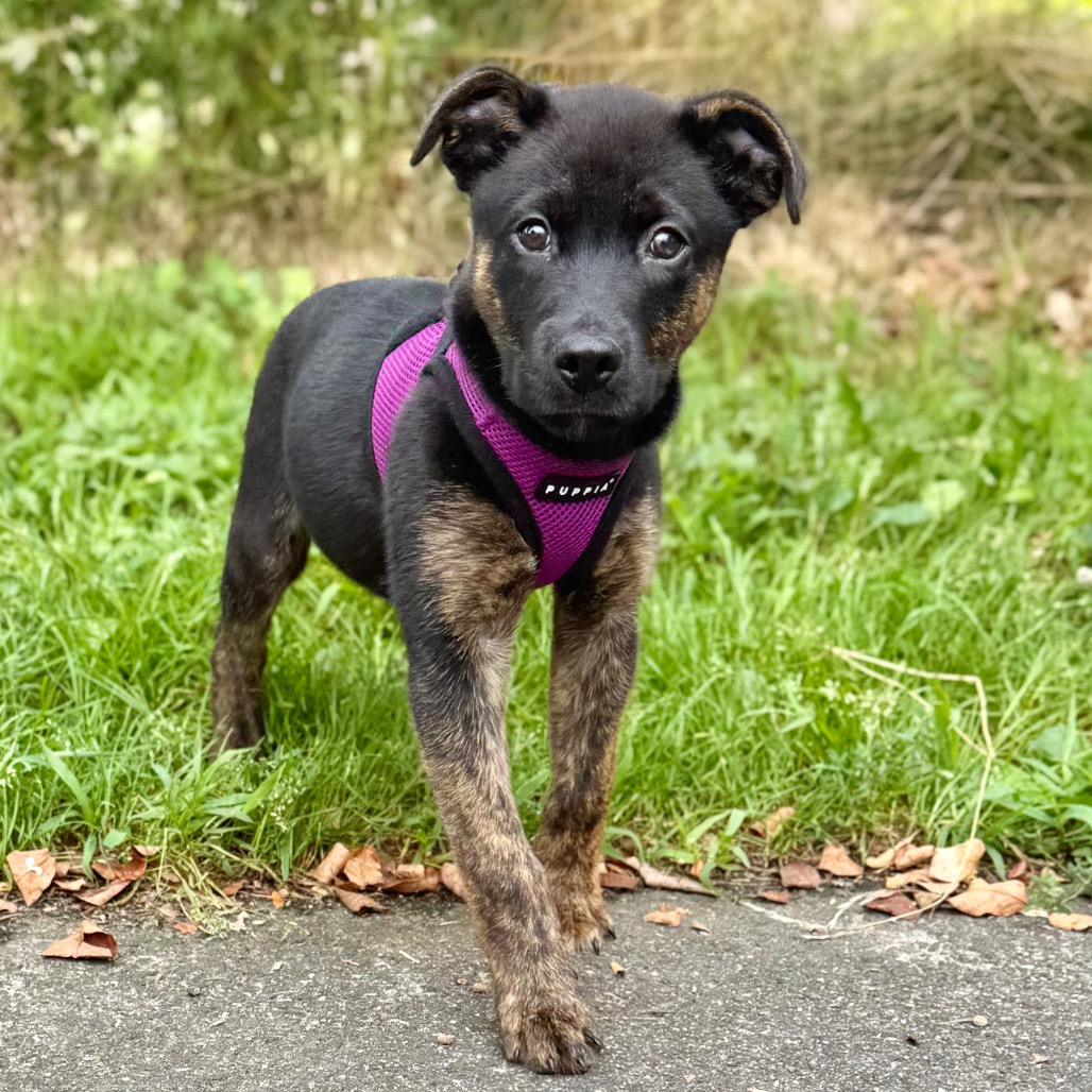 Howie Retriever/Mixed Breed (Small) Black None
