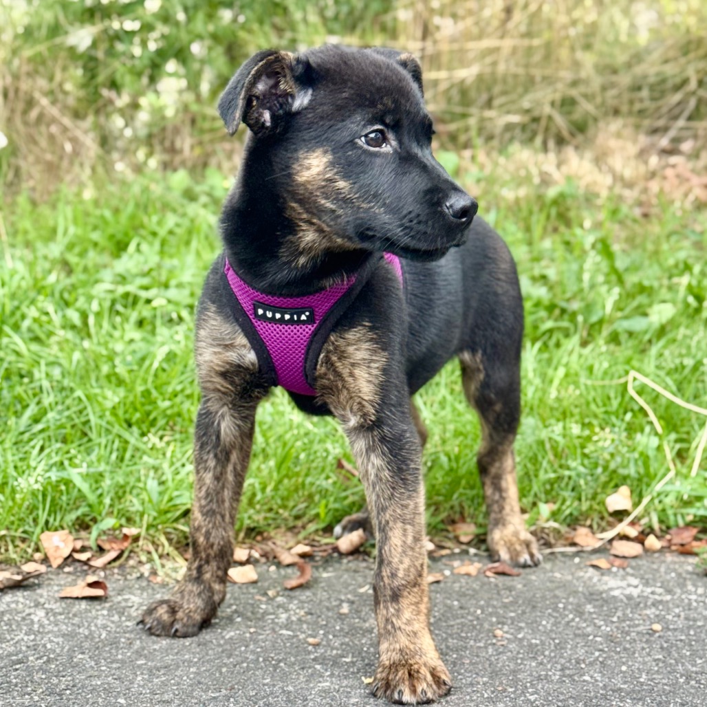 Howie Retriever/Mixed Breed (Small) Black None
