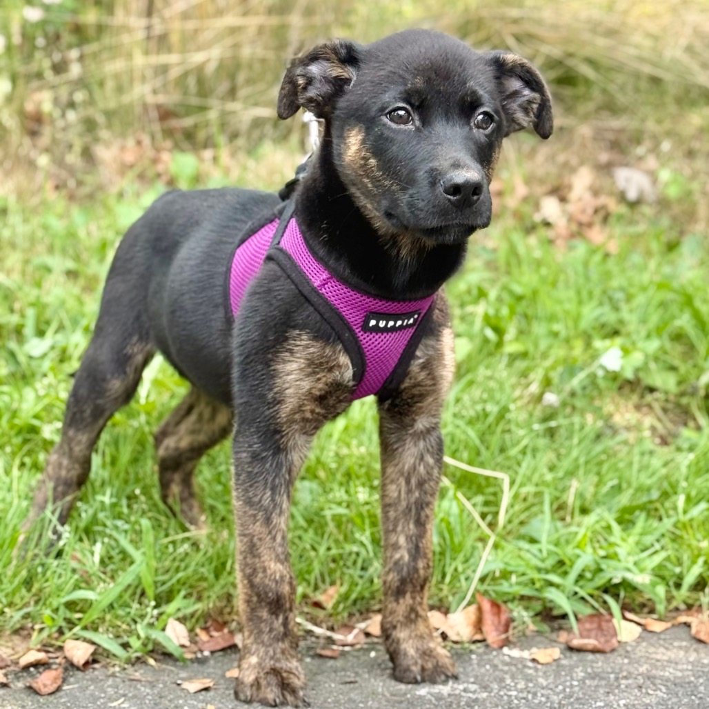 Howie Retriever/Mixed Breed (Small) Black None